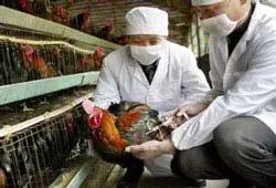 Tiêm thử nghiệm vaccine trên gà