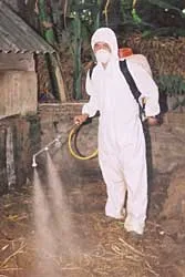 Thấy gì ở vùng “ăn gà chết”?