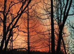 Kon Tum: Cháy 320 ha rừng