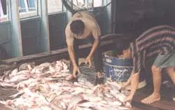 ĐBSCL: Hạn hán làm ảnh hưởng chất lượng cá tra, cá ba sa