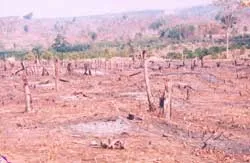 Đua nhau… phá rừng!