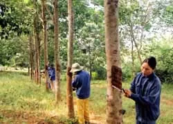 Ngành cao su mở rộng hình thức đầu tư