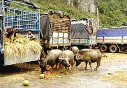 Về Tân Thanh “đánh bạc” với dưa hấu ảnh 2