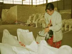 Philíppin sẽ nhập khẩu 100.000 tấn gạo của Việt Nam