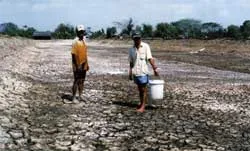 Tôm lại chết! ảnh 2