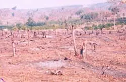 Ít nhất 10 cán bộ... phá rừng