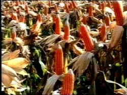 Bãi bỏ hạn ngạch nhập khẩu nhiều mặt hàng