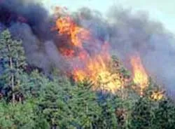 Rừng nguyên liệu giấy lại cháy lớn