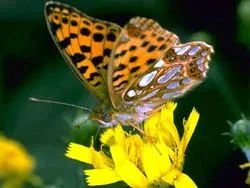 "Thanh minh", "Cốc vũ" là gì ?