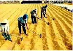 Ký hợp đồng xuất khẩu 1,2 triệu tấn gạo