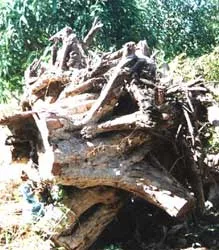 Mai này nhãn cổ Bạc Liêu...?