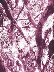 Mai này nhãn cổ Bạc Liêu...? ảnh 2