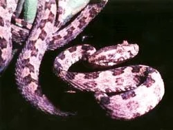 Những phát hiện gây chấn động ảnh 3