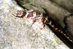 Những phát hiện gây chấn động ảnh 2