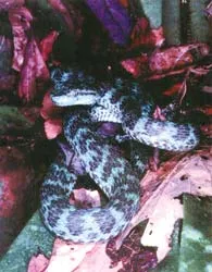 Những phát hiện gây chấn động