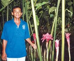 Hoa Đa Lộc ảnh 2