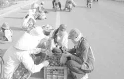 Vấn nạn chợ tự phát