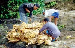 “Truyện cổ tích” từ cây mây rừng