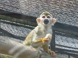 Phát hiện khỉ mang loại virus gây chết người