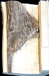 Vì sao kỳ nam lại đắt? ảnh 2