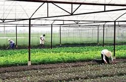 Vùng rau an toàn không an toàn