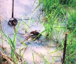 Triệu chứng thiếu sắt ở cây trồng