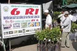 Cây giống sạch bệnh chỉ chiếm 20%