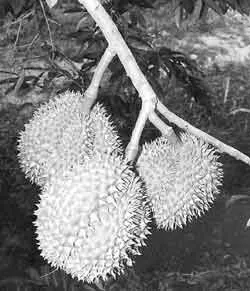 Người tạo giống “sầu riêng Chín Hóa” ảnh 2