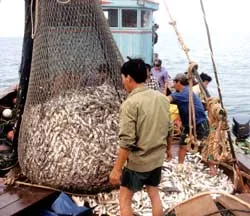 Tàu cá nằm bờ chờ gì?