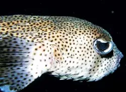 Cá nóc trị được bệnh ung thư?