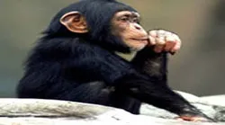 Đánh đu với tinh