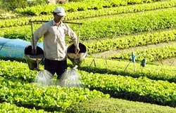 Trồng cây bình thường thu nhập không thường