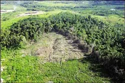 Trữ lượng cá toàn cầu đã giảm 90%