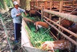 Hướng mới trong chuyển đổi cơ cấu vật nuôi