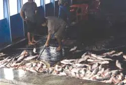 Hàng loạt hộ nuôi cá tra, cá ba sa có nguy cơ phá sản