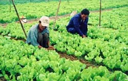 Đất sạch vi sinh được tiêu thụ mạnh