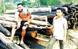 Rừng chết từng ngày ảnh 2