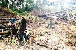 Rừng chết từng ngày