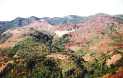 Rừng chết từng ngày ảnh 3