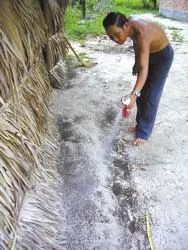 Bọ đậu đen tràn đến Bình Dương ảnh 2