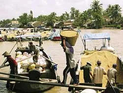 Không chỉ có cây lúa