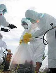 Virus cúm gia cầm H5N1 đang biến hóa nhanh