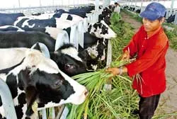 Khó khăn song hành cùng thời cơ