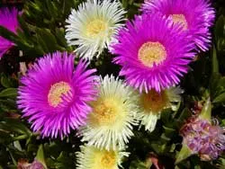 Đà Lạt - Thành phố ngàn hoa