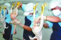 Virus H5N1 đang có chiều hướng biến tướng