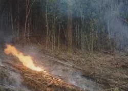 Rừng Long An lại cháy