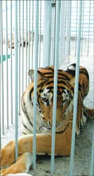 Lần theo dấu hổ   ở... Sài Gòn