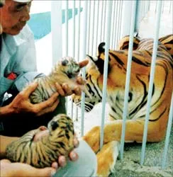 Lần theo dấu hổ   ở... Sài Gòn ảnh 3