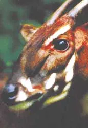 Tái phát hiện nhiều loài động vật đã cho là tuyệt chủng