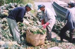 Khóm đầy đồng, không bán được